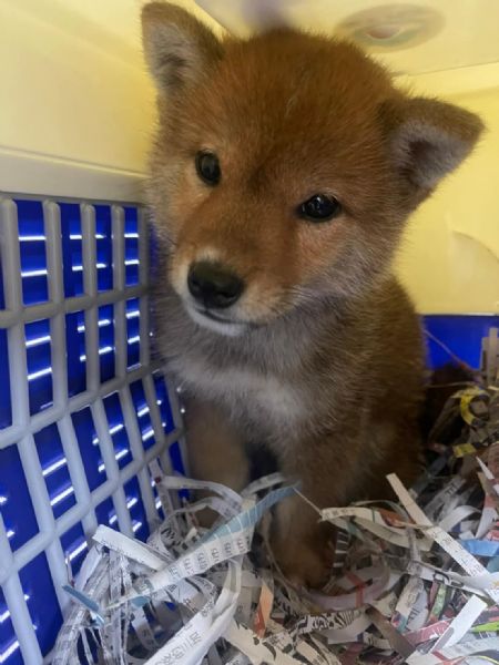 2022/02/23 『美國舊金山』柴犬飛美國舊金山找主人團聚啦~