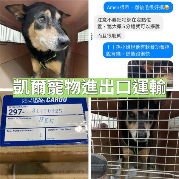 2022/04/18 『香港』乖巧的米克斯犬去香港找主人囉~