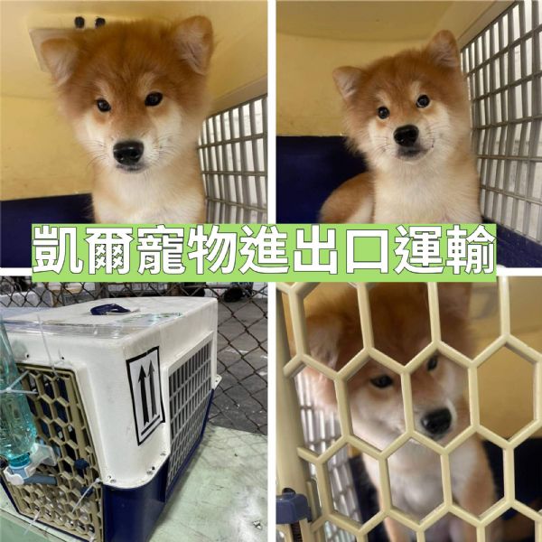 2022/06/08 『香港』兩隻柴犬一起去香港囉~~