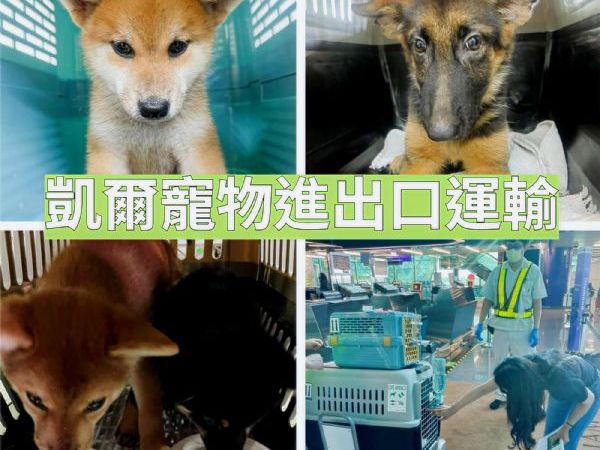 2022/09/22 『美國紐約』柴犬狼犬小朋友美國紐約定居去~~