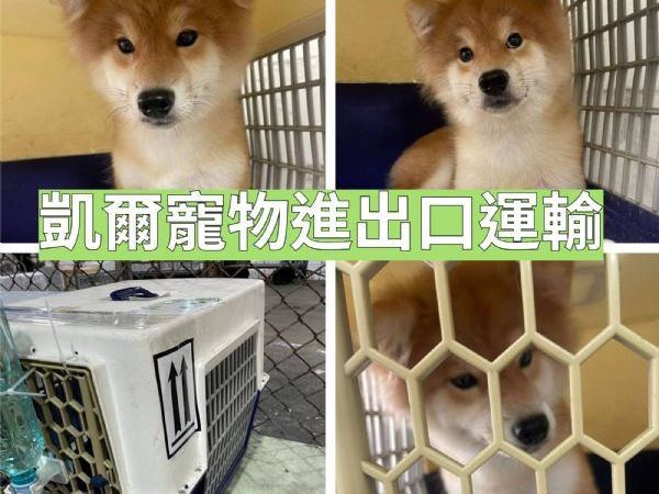 2022/06/08 『香港』兩隻柴犬一起去香港囉~~